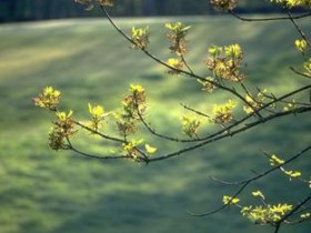 什么是神经性脱发?_女人脱发原因及治疗