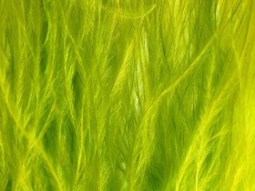 乡下路边生长的花朵,价值珍贵,能用来治白发,脱发,遇见请珍惜_年轻人脱发怎么治疗