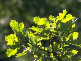 为什么说出车祸后,只要鞋子被撞掉了,人活下来的几率就很低?_为什么掉头发很厉害