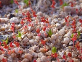 52岁金星被强行停药,男性特征越来越明显,和老公的合影越发尴尬_武汉治疗脱发