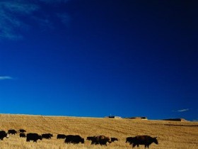 抽烟会导致脱发吗_防脱发