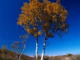 3月湿气开始大涨,不除后患无穷!这个经典名方,就能帮你赶走万病之源_梦见掉头发