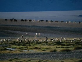 多走路、多喝水,你以为在养生,但医生告诉你:其实在折寿_脂溢性皮炎脱发
