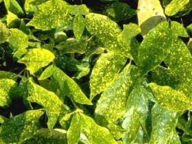 为什么脱发人士中男性要多于女性呢?_霸王脱发