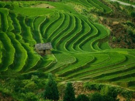 非典后果子狸被冤枉17年,携带冠状病毒真凶找到,原来是它_女人脱发原因及治疗