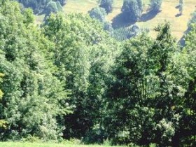 入冬后,适合吃4种食物,美味又养肾,肾虚的男人最好别错过!_头发少的女生适合什么发型