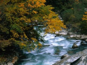 常见的一种草药,没多少钱,却有很好的生发效果!_头发种植需要多少钱