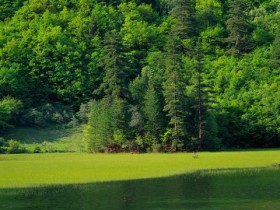 脱发、白发原来是缺“它”!不用吃药,这样吃,就能从根上补肾气_生姜防脱发